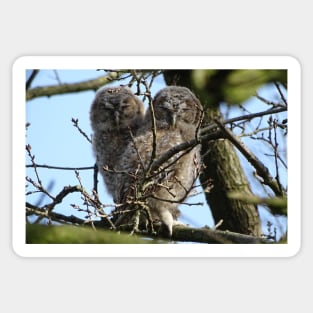 Tawny Owlets Sticker